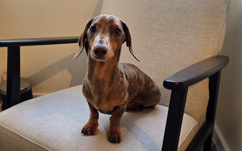 Fonsie the dachshund